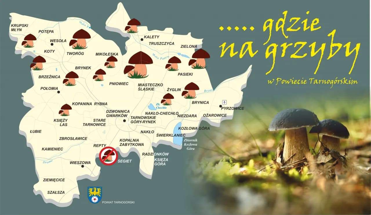 Gdzie na grzyby z noclegiem? Odkryj najlepsze miejsca w Polsce